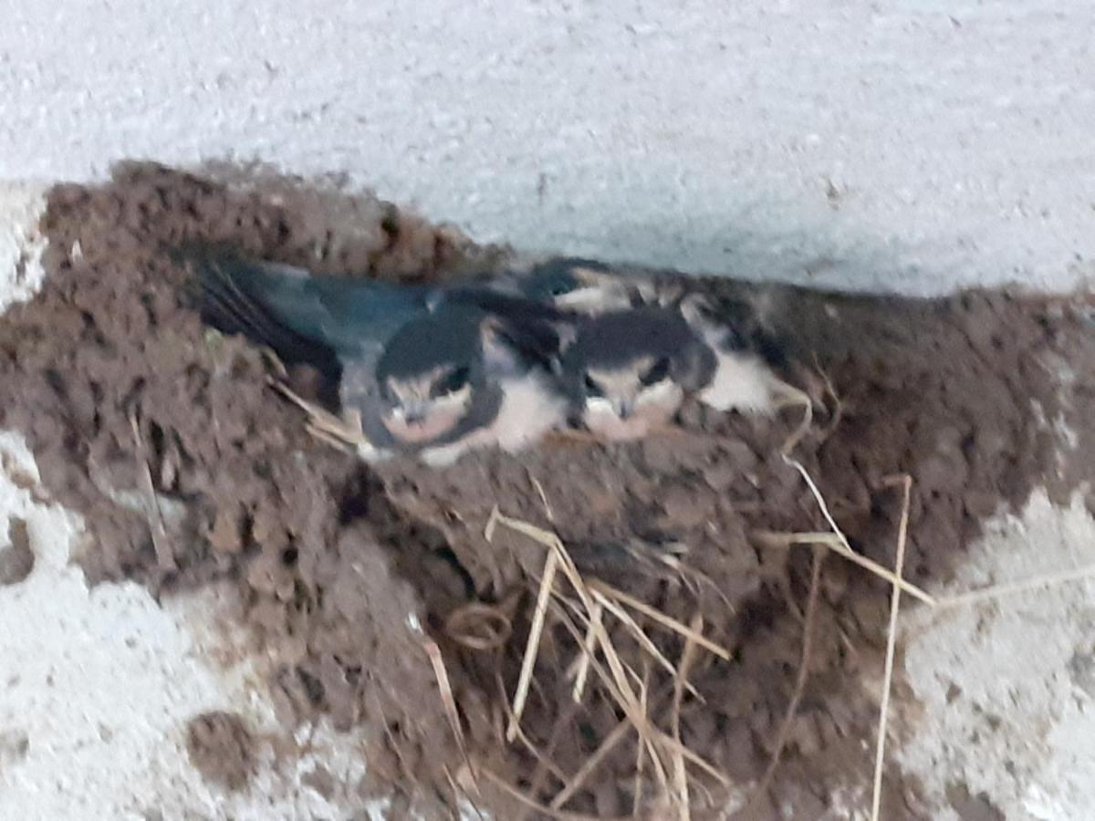 Ferienwohnung Ehemalige Revierfoersterei "Uns Luett" Kuhstorf Exterior foto